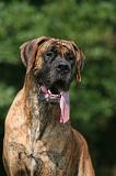 DOGUE ALLEMAND 963